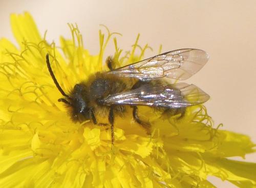 Andrena nigroaenea
